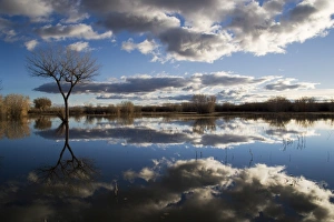 Bare Tree Reflection Stampe: Bare tree reflected in the water of a floodplain