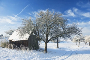 German Countryside Winter View Stampe: Barn and apple trees in winter