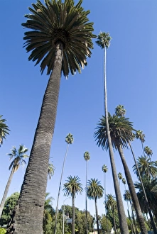 Colorful Natural World Images Stampe: Beverly Drive
