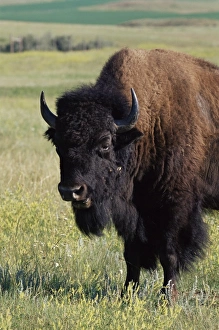 US National Park Animals Stampe: Bison (Bison bison)