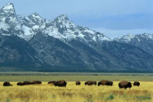 North America Nature Scenes Stampe: Bison and the Teton Range