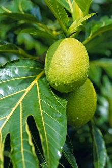 Breadfruit Tree Stampe: Breadfruit