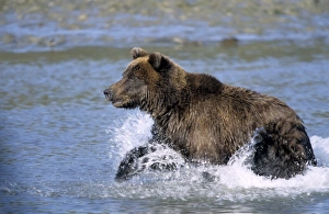 Colorful Animal Pictures Stampe: Brown Bear