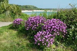 Stampe di Isole di Scilly, Bryher, Regno Unito Europa : Featured Photograph
