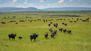 Maasai Mara Wildlife Stampe: Buffalo (Bubalus Bubalis) (Syncerus caffer)