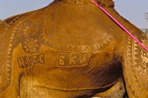 Immagini del 2 agosto 2008: Dettaglio delle tatuaggi di cammello