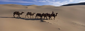 Central Asia Desert Landscapes Stampe: Camel train