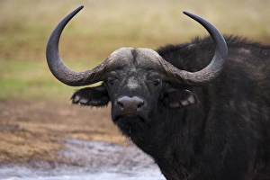 African Mammal Pictures Stampe: Cape buffalo
