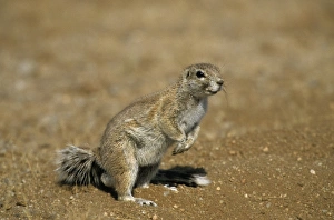 Namibian Wildlife Images Stampe: Cape ground squirrel