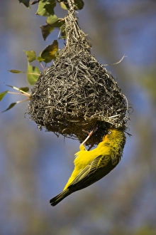 Western Cape Nature Photography Stampe: Cape weaver