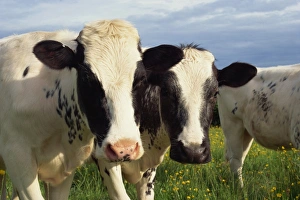 Outdoor Animal Images Stampe: Cattle