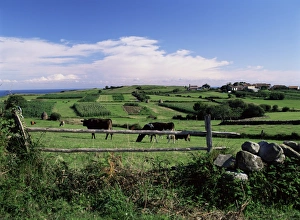 European Farming Stampe: Cattle in field