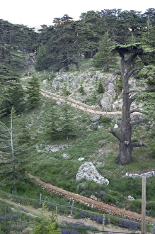 Cedars Of Lebanon Stampe: Cedars of Bcharre