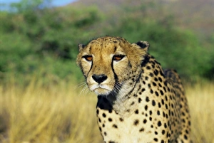 Stampe di Cheetah, Namibia, Africa Immagini Correlate Stampe: Cheetah in Namibia