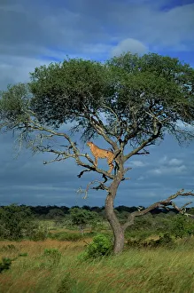 Kruger National Park Stampe: Cheetah in a tree