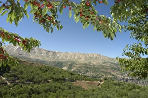 Middle East Heritage Sites Stampe: Cherry tree
