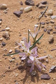 Wadi Rum Jordan Stampe: Close up of a colchicum crocus