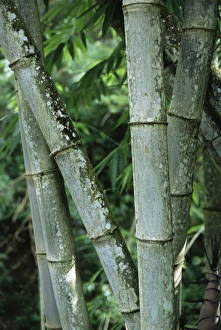 Indonesian Cultural Heritage Sites Stampe: Close up of stems