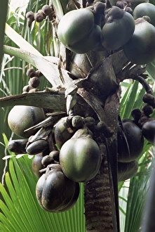 African Palm Tree Stampe: Close-up of coco de mer