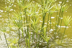 Green Leaf Close Up Stampe: Close-up of papyrus