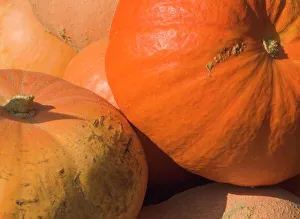 Colorful Vegetable Images Stampe: Close-up of pumpkins