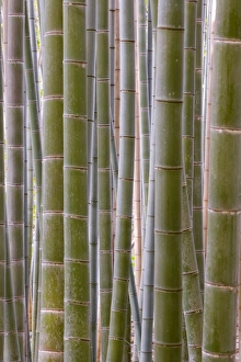Honshu Island Scenery Stampe: Close-up of stems