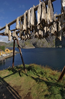 European Fishing Industry Stampe: Cod drying
