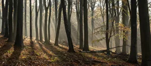 Fagus Sylvatica UK Stampe: Common beech (Fagus sylvatica) trees, morning sunlight, autumn colour, Kings Wood