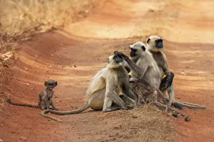 Madhya Pradesh National Parks Stampe: Common Langur (Semnopithecus Entellus)