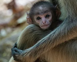 Langura comune (Semnopithecus entellus), Parco Nazionale di Bandhavgarh, Madhya Pradesh, India e Asia