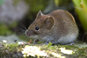 Small Mammal Images Stampe: Common Vole