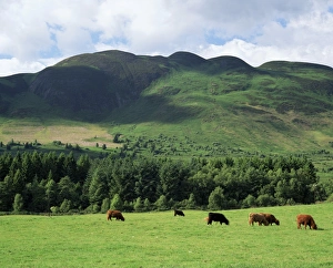 UK Mountain Views Stampe: Conic Hill
