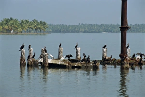 Kerala Wildlife Stampe: Cormorants