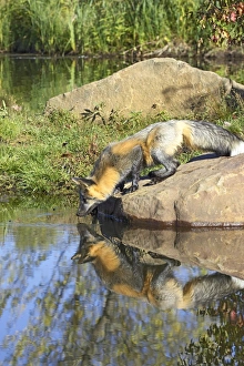 United States Animal Images Stampe: Cross phase red fox