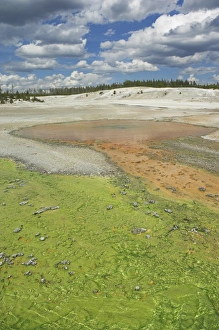 Norris Geyser Basin Stampe: D2x070604145