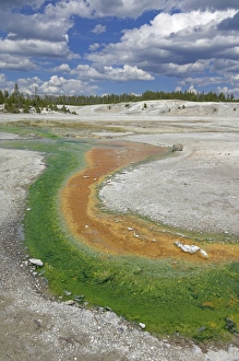 Norris Geyser Basin Stampe: D2x070604258