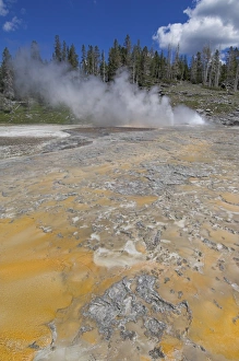 Yellowstone National Park Photography Stampe: D2x070609396