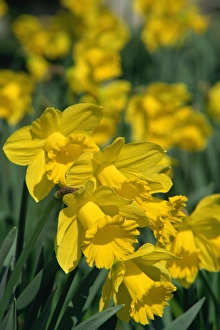 Garden Flower Photography Stampe: Daffodils