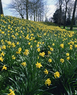 Spring Flowers Blooming Stampe: Daffodils in spring