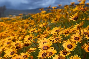 South African Daisies Stampe: Daisy (Dimorphotheca sinuata)