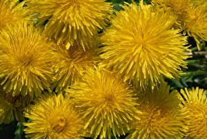 Dandelion Flowers Stampe: Dandelions