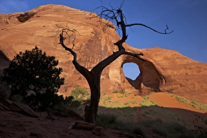 Monument Valley Photography Stampe: Dead juniper tree frames Ear of the Wind Arch