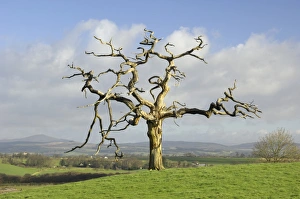 Scenic Countryside Views Stampe: A dead tree forms graphic shapes, United Kingdom, Europe