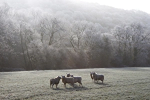 United Kingdom Natural World Stampe: Devon sheep, Exe Valley, Devon, England, United Kingdom, Europe