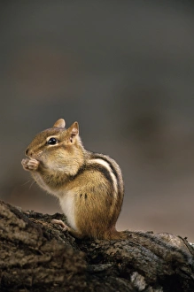 Eastern Chipmunk Stampe: Eastern Chipmunk, (Eutamia spp), Algonquin Provincial Park, Ontario, Canada