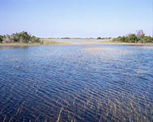 Florida Wetlands Stampe: Everglades
