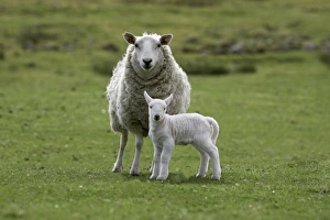 UK Countryside Scene Stampe: Ewe with lamb