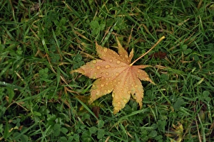 Dew Drops On Grass Stampe: Fallen leaf on grass, with dew drops