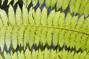 Nature Photography Tips Stampe: Ferns