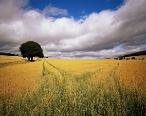 Scotland Outdoor Photography Stampe: Fields of cereals